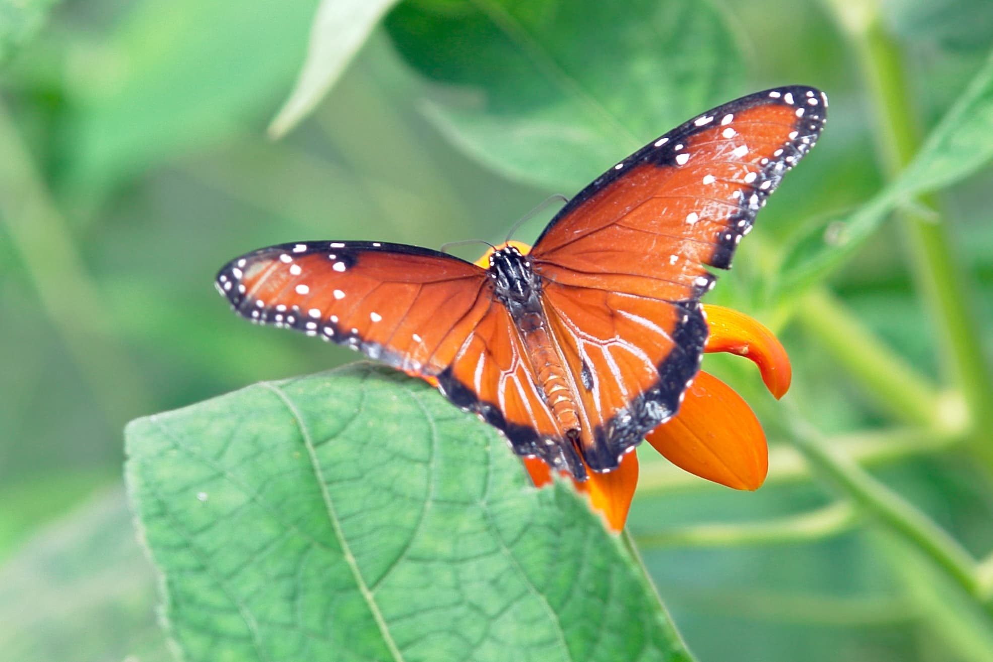 Butterfly muching on a flower