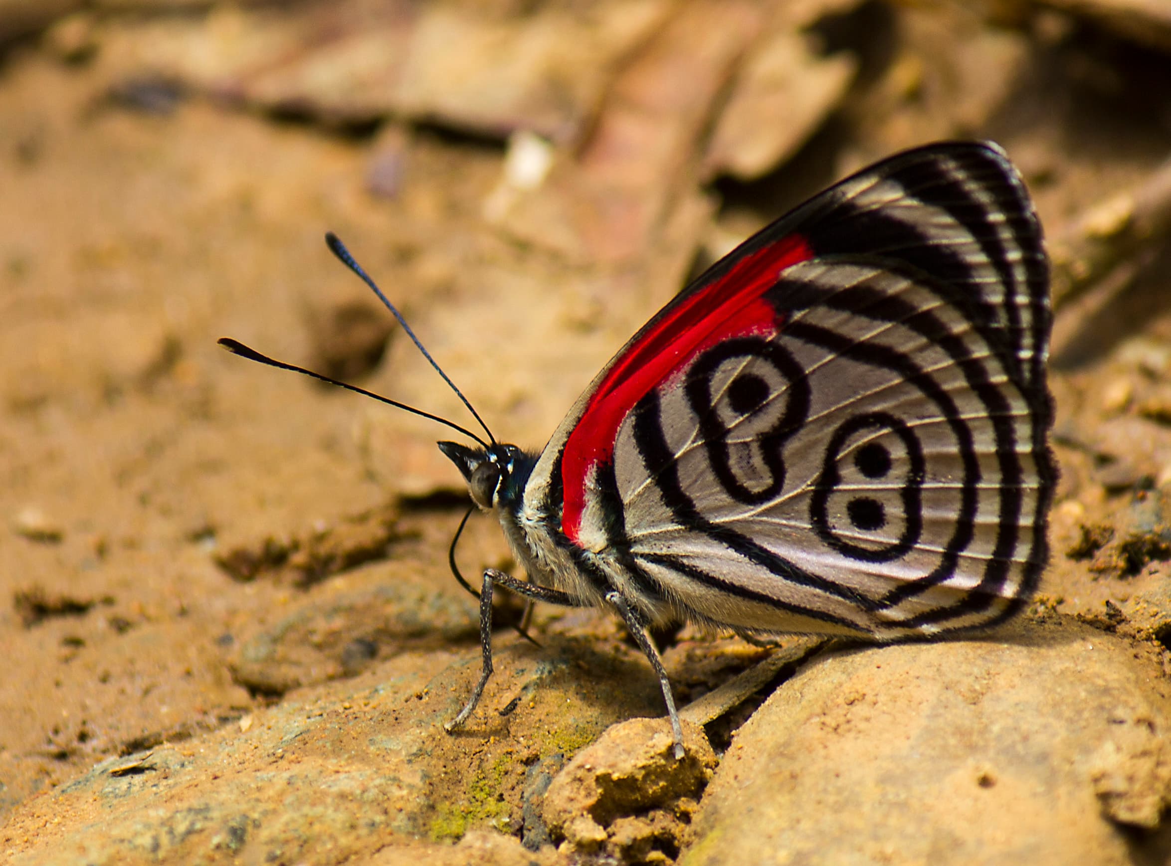 Buttefly on the ground