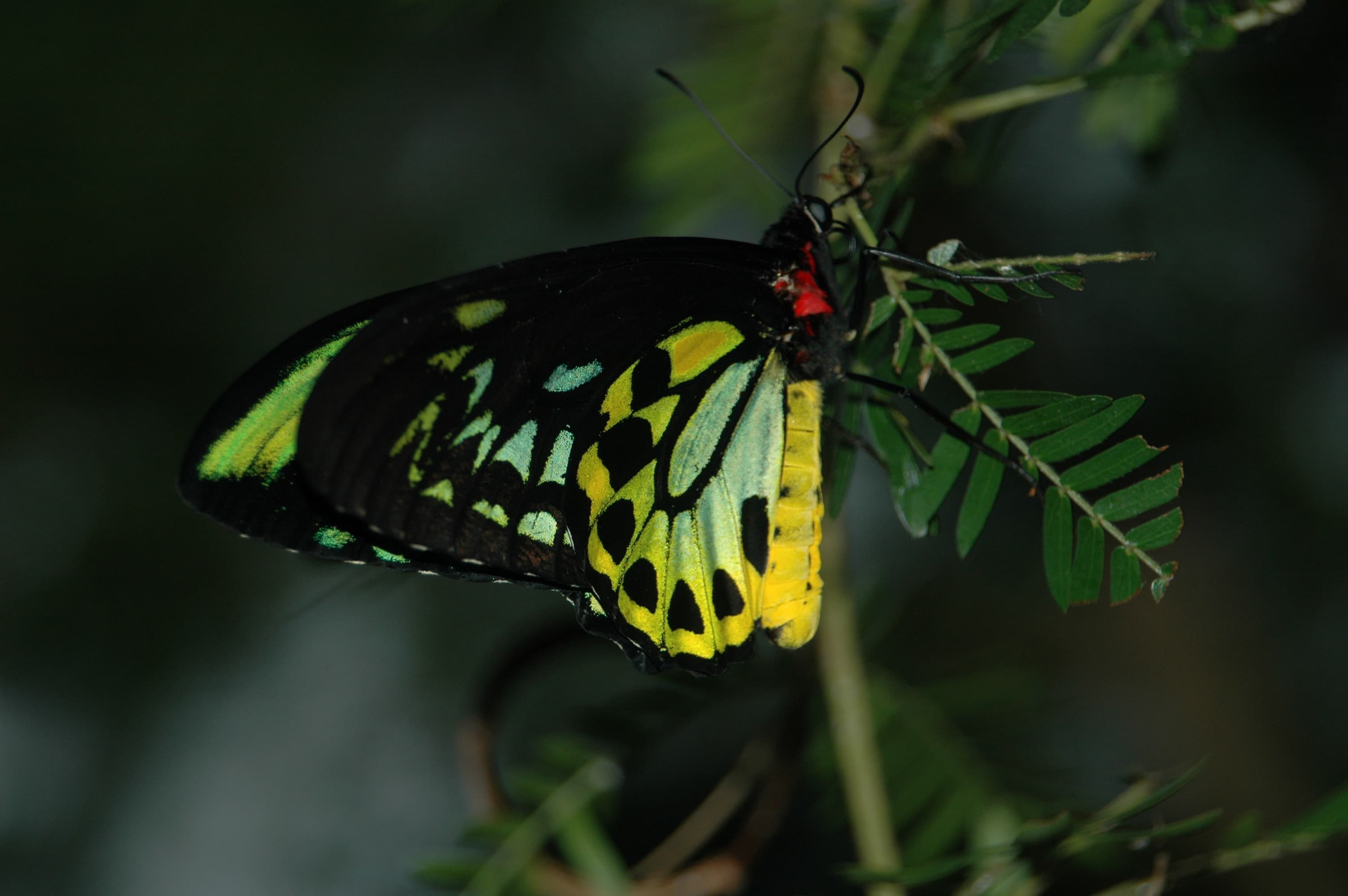 Butterfly hanging on a limb