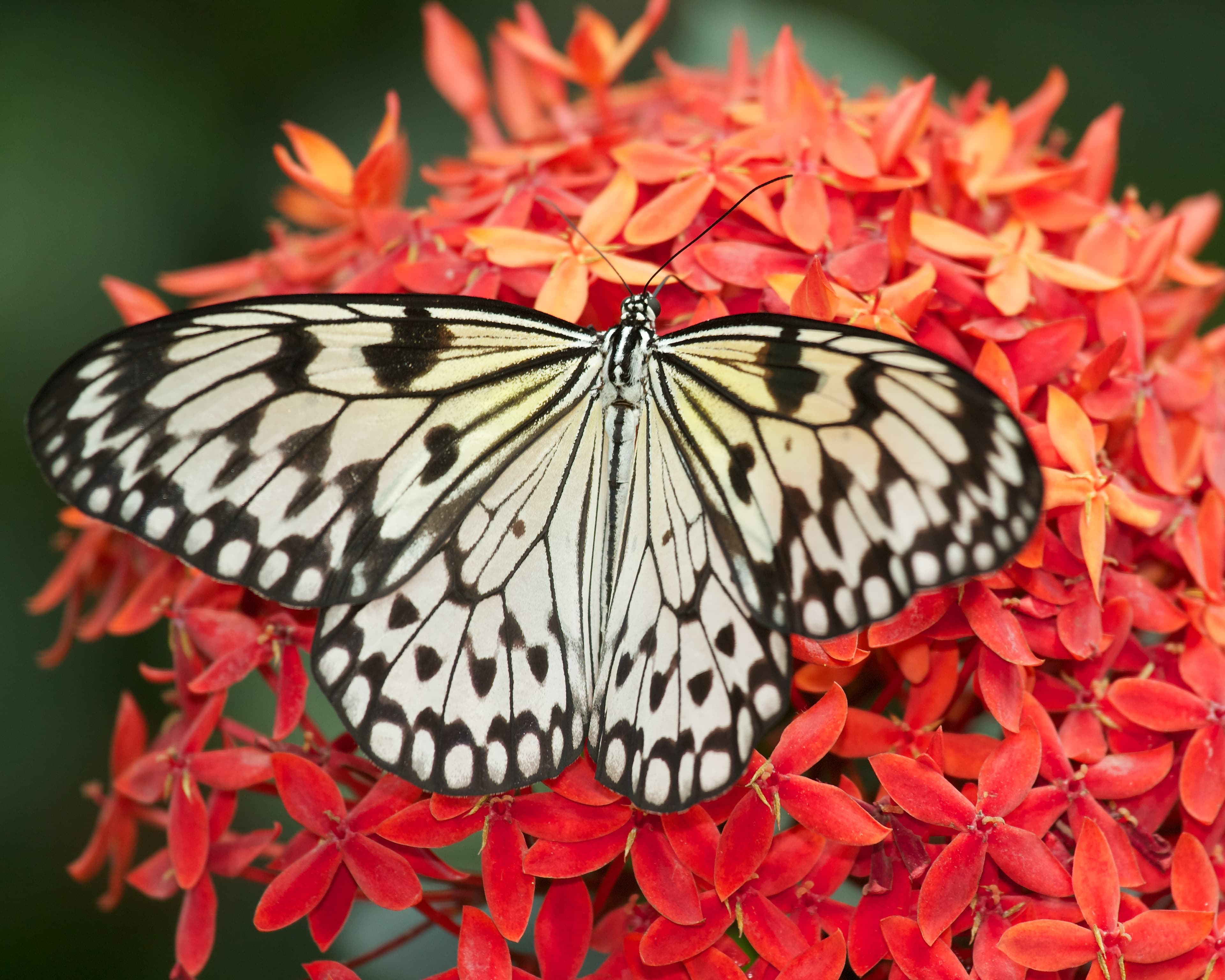 Butterfly on red flower