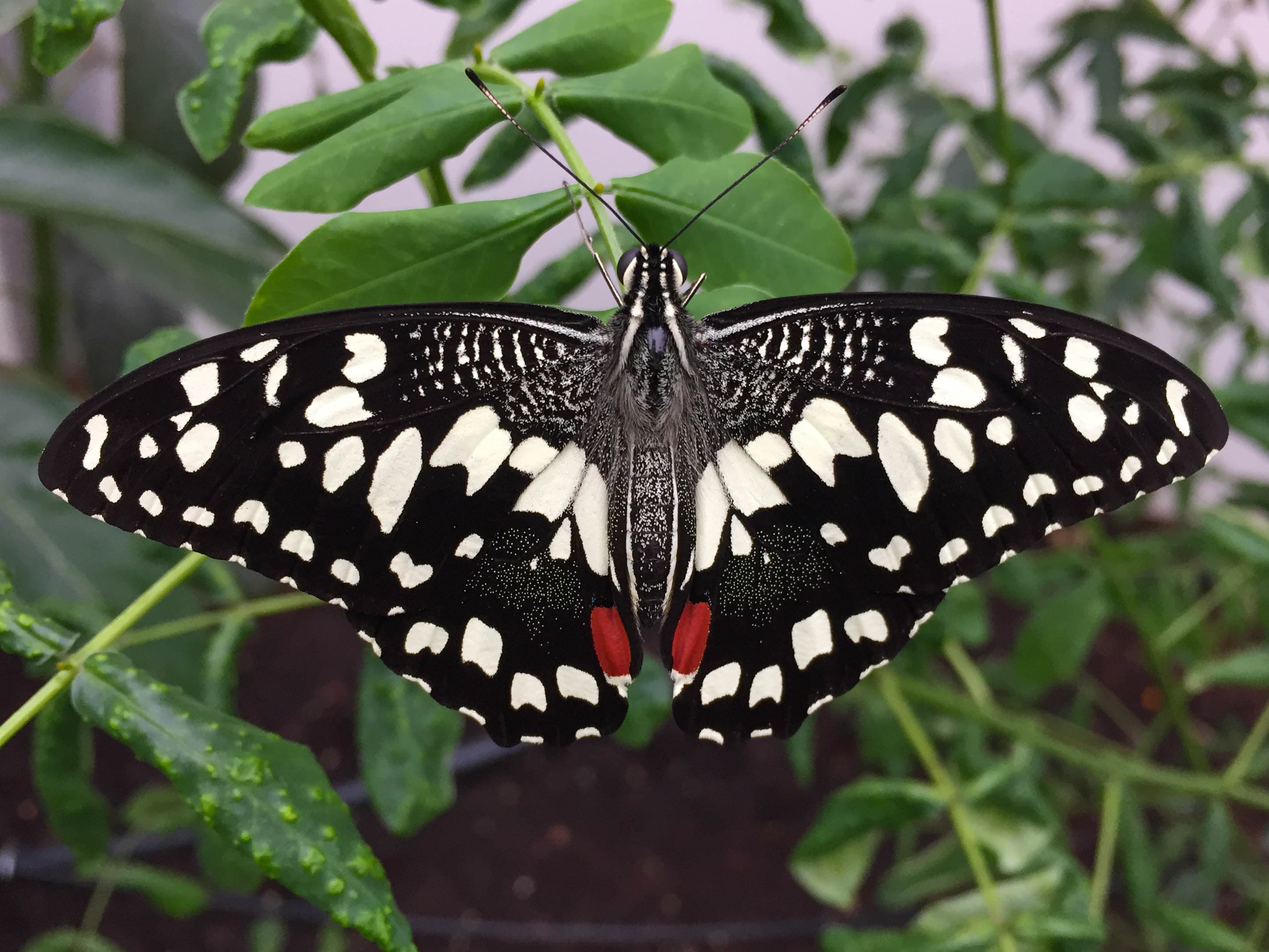 Butterfly on green plant