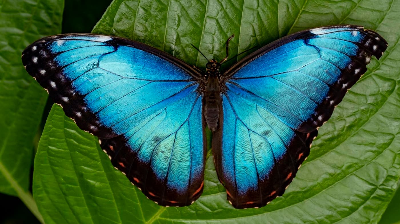 Blue morpho