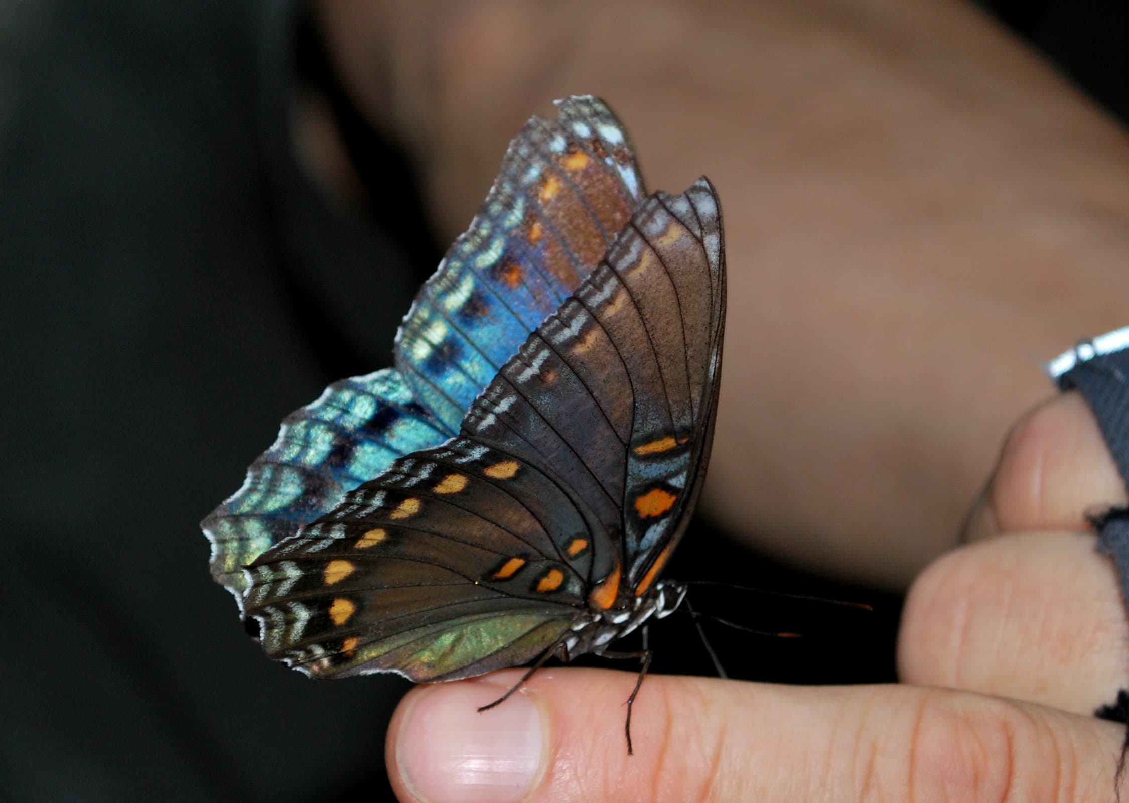 Butterfly on finger