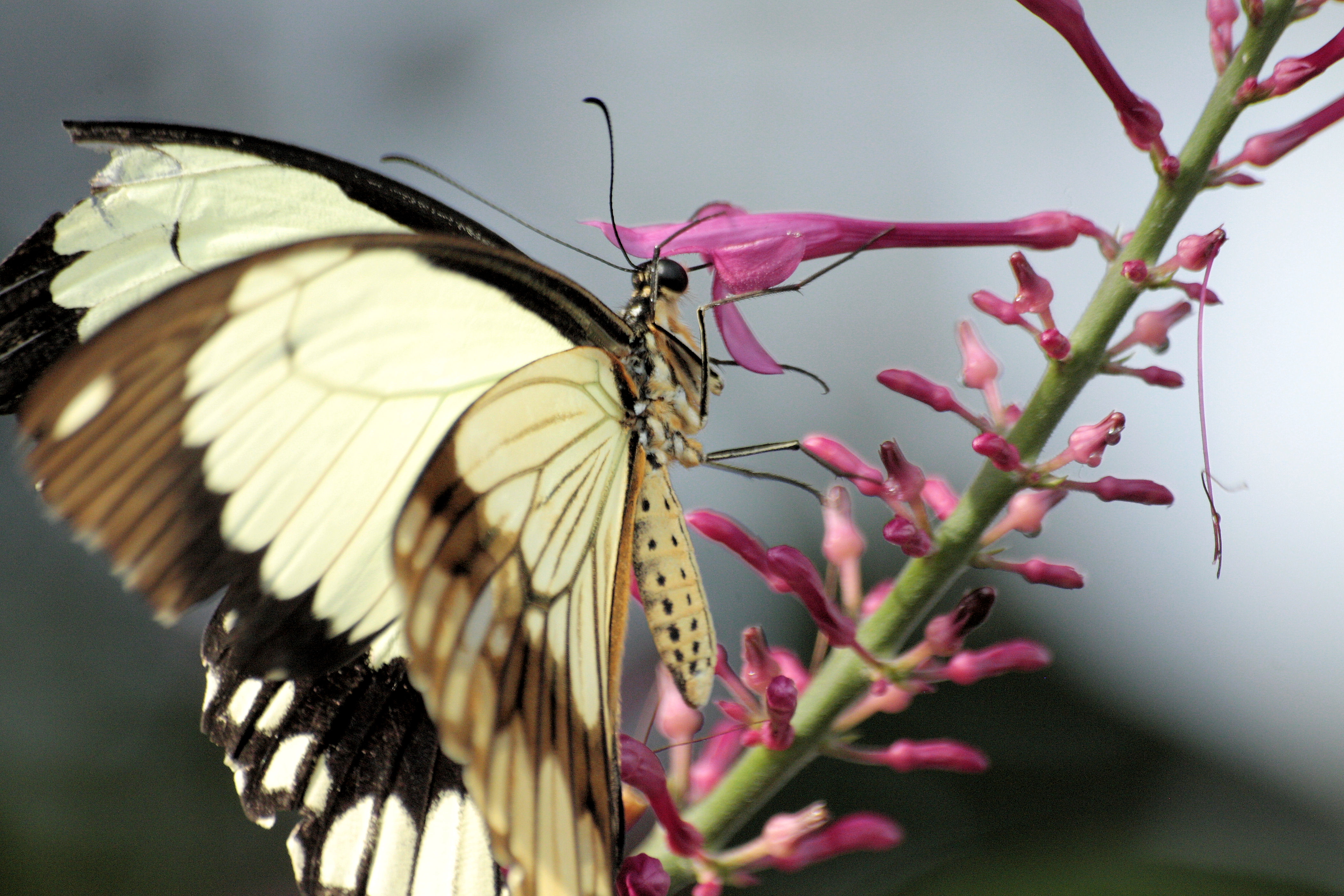 Butterfly having lunch