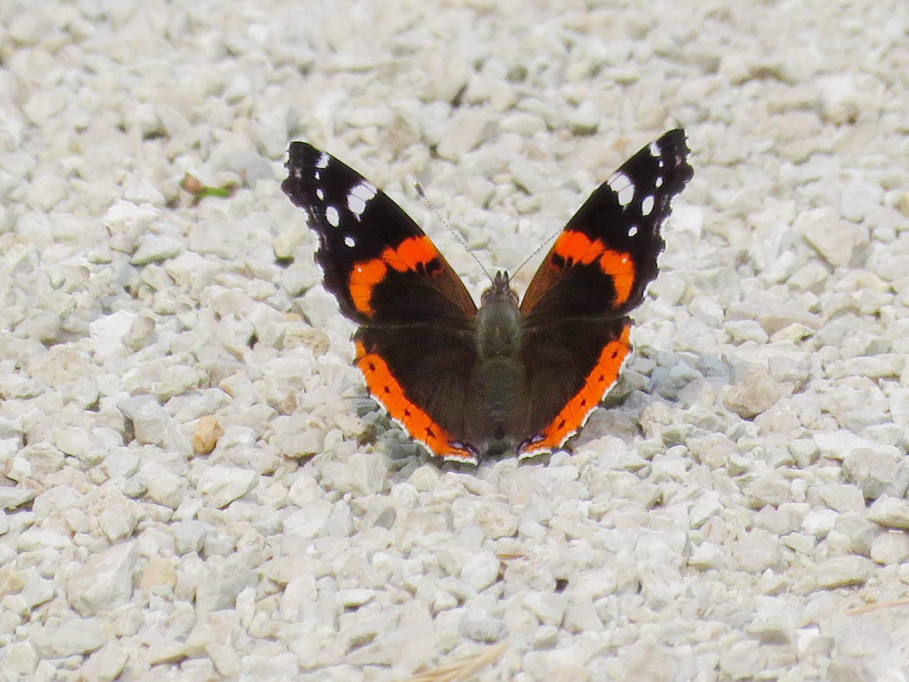 Butterfly on rocks