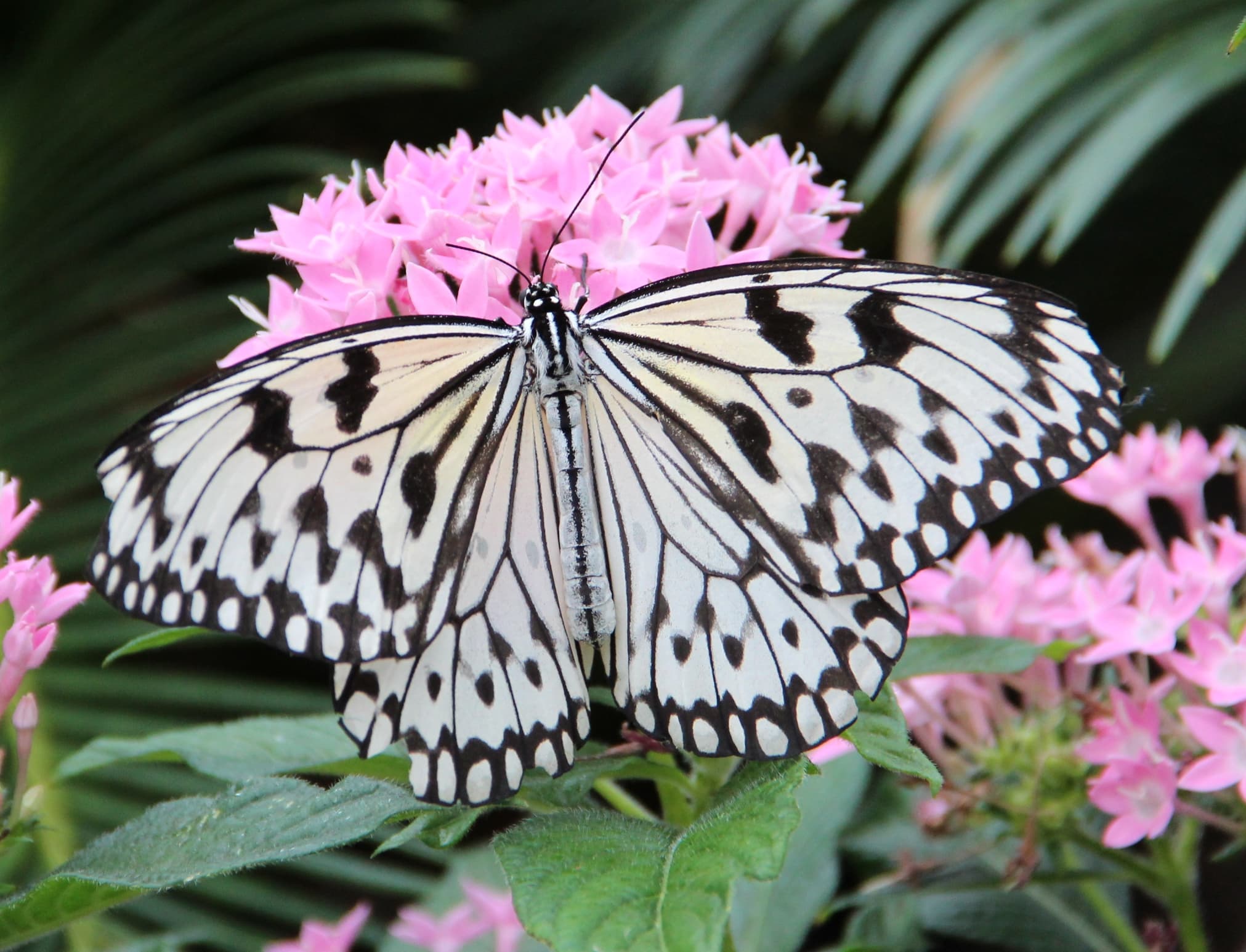 Butterfly on pink flower