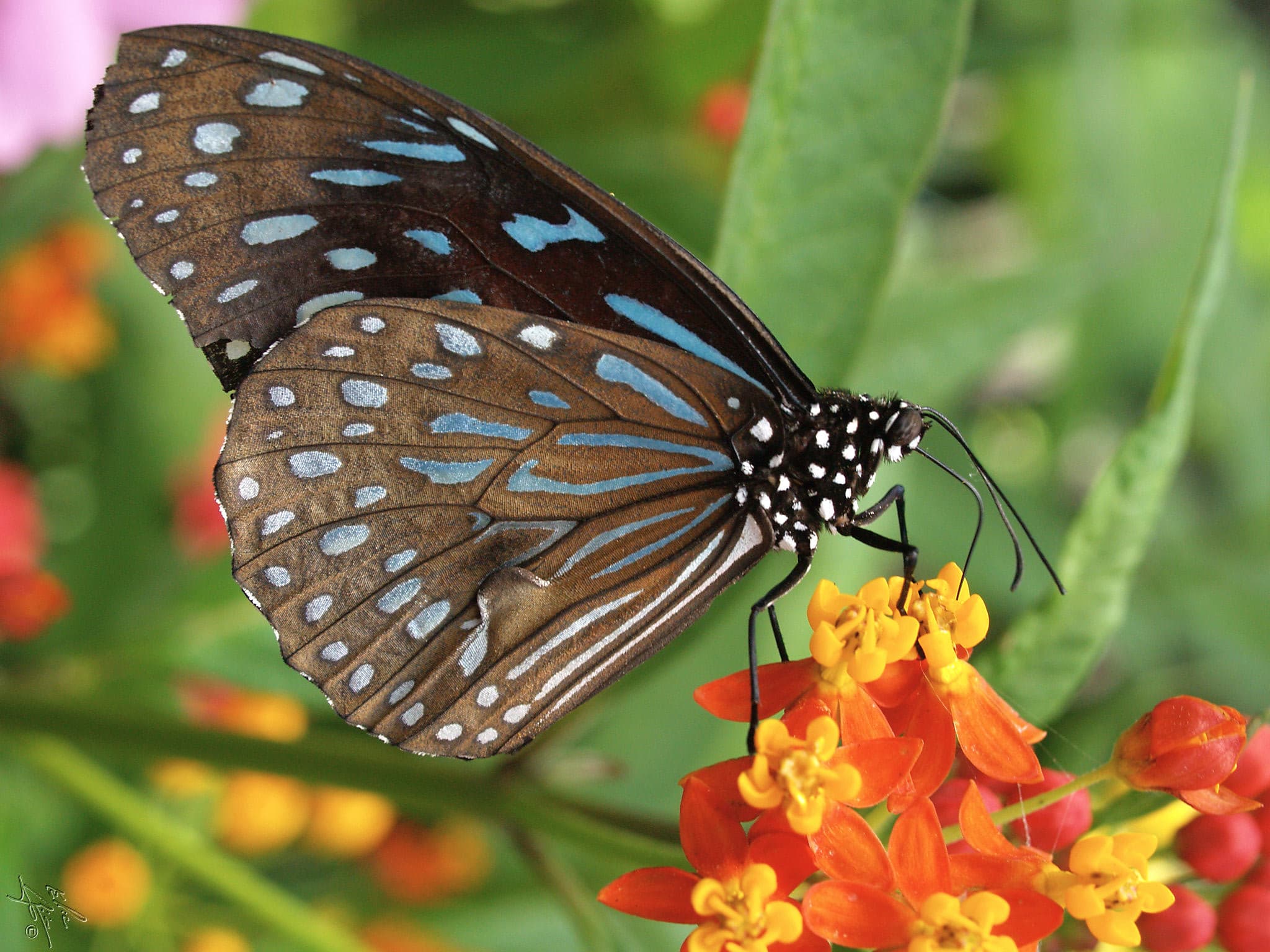 Polka dot butterfly