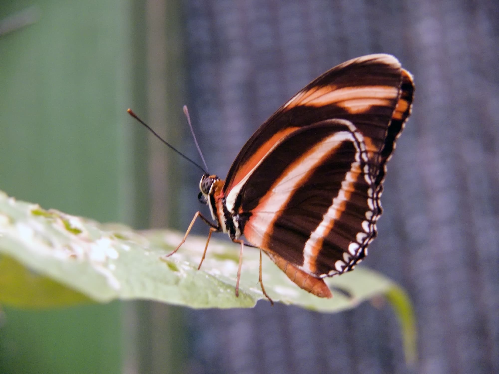 Butterfly on leaf