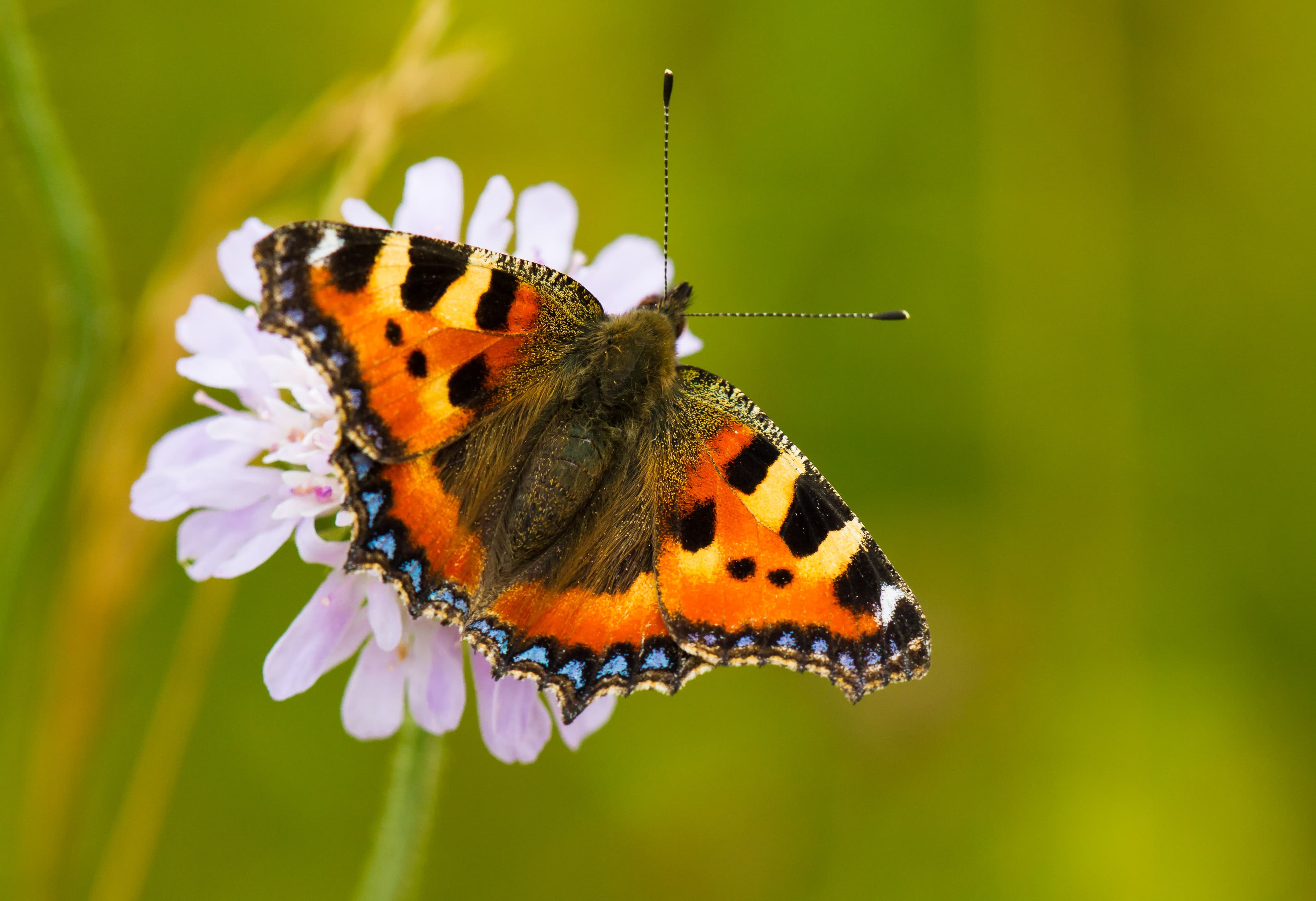 Butterfly on pink flower