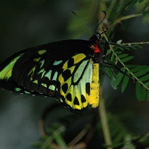 Butterfly hanging on a limb