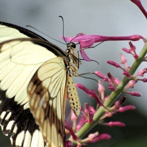 Butterfly having lunch